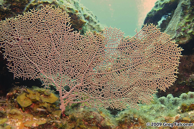 2005-0620 - Roatan - 1804