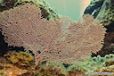 Giant Sea Fan