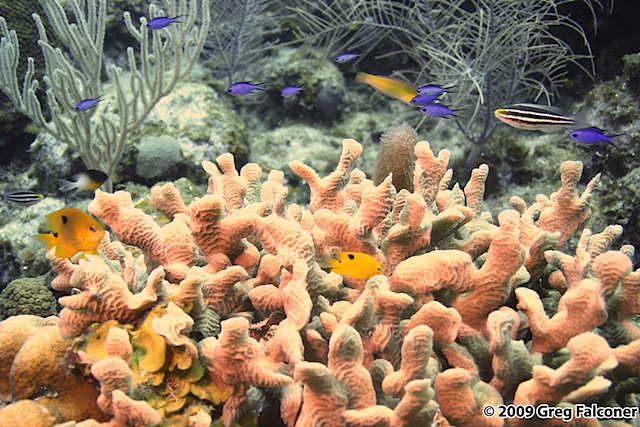 2005-0620 - Roatan - 1863