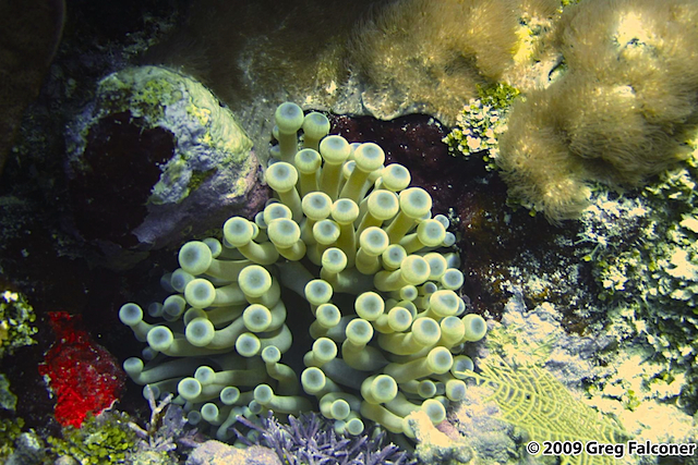 2005-0622 - Roatan - Herbie's Fantasy - 2245