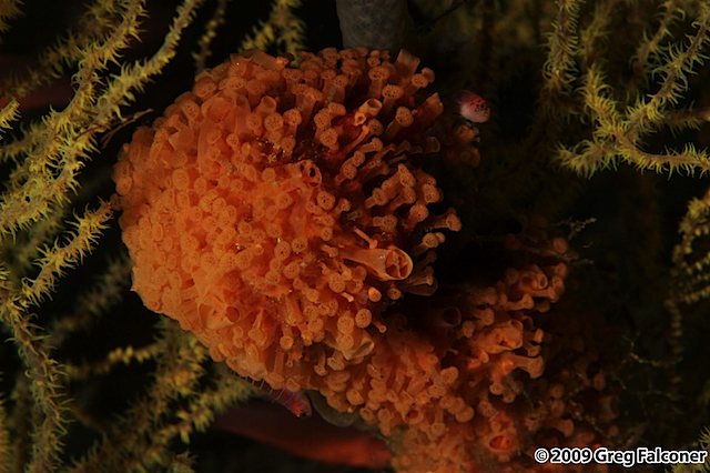 2006-1017 - Cousins Rock Diving -061