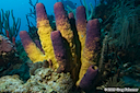 Branching Tube Sponge