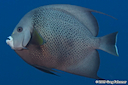 Gray Angelfish