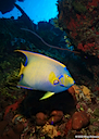 Queen Angelfish