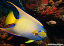 Queen Angelfish