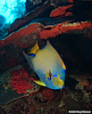 Queen Angelfish