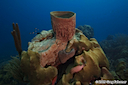 Barrel Sponge