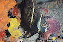 French Angelfish (Intermediate)